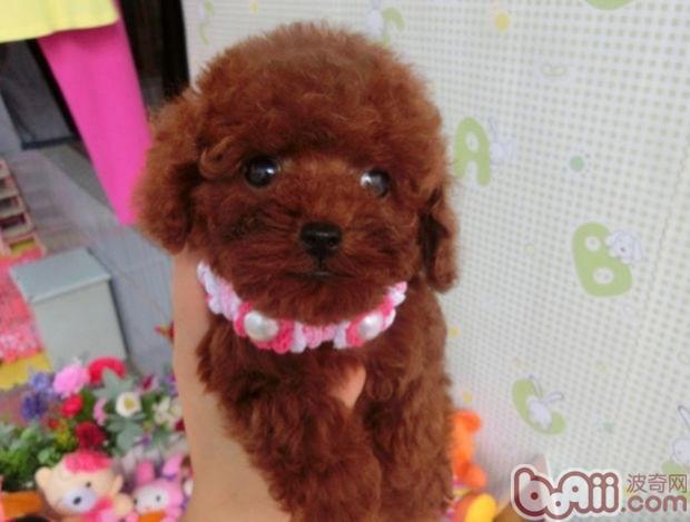 为狗狗接生的方法|狗狗繁殖-波奇网百科大全