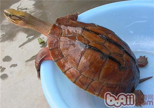 简易小水龟的饲养法则