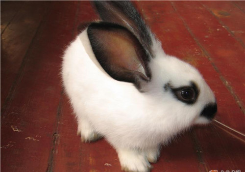 提高荷兰兔繁殖率的技术措施