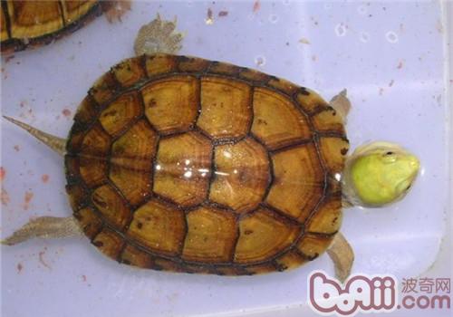 黄喉拟水龟需要的饲养环境
