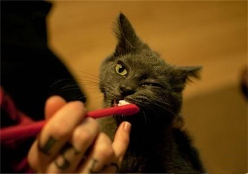 貓咪口腔的護理方法
