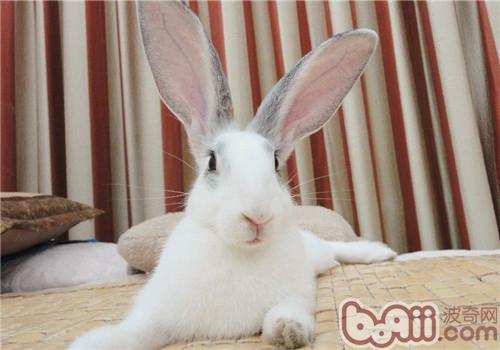 宠物兔耳朵的护理方法