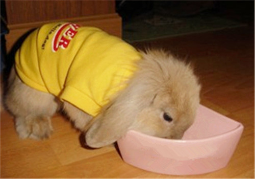 购买和喂养宠物兔的方法技巧