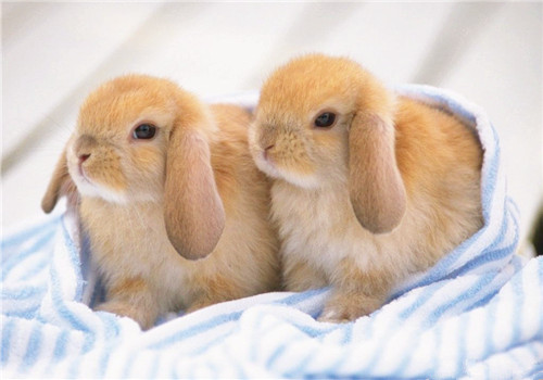 宠物兔该养公的还是母的？