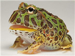 角蛙为什么需要夏眠