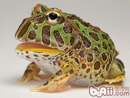 角蛙为什么需要夏眠 爬虫环境 波奇网百科大全