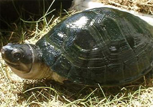 马来西亚巨龟的选购与饲养方法