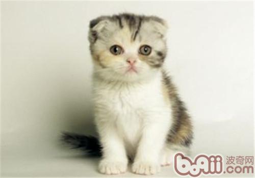猫咪感冒怎么办？