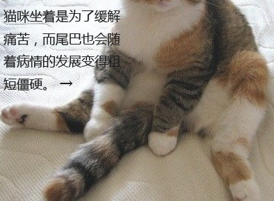 折耳猫尾巴粗短僵硬是遗传病导致的