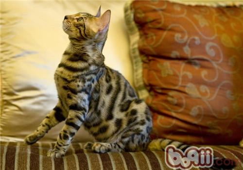 猫咪皮肤病怎么治？