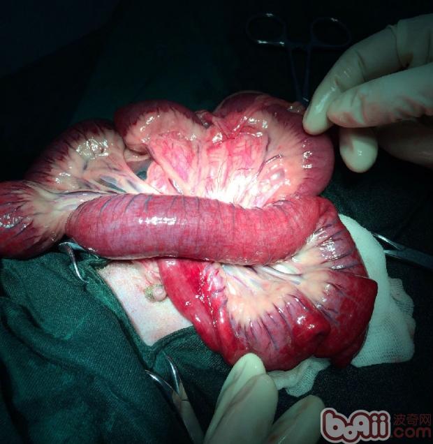 肠道异物对犬的危害|狗狗常见病-波奇网百科大