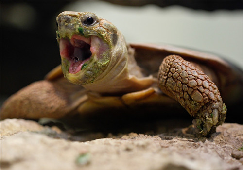 常见陆龟饲养温湿度及饲养难度一览