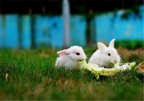 宠物兔吃什么会生长迅速？