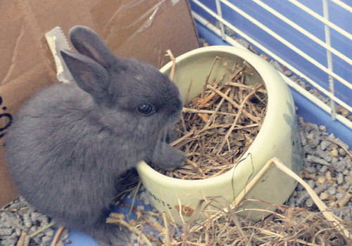 宠物兔喜欢吃什么食物