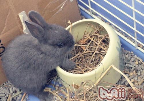 宠物兔喜欢吃什么食物|小宠喂食-波奇网百科大