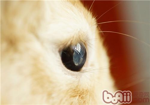 如何有效治疗宠物兔结膜炎|小宠常见病症-波奇