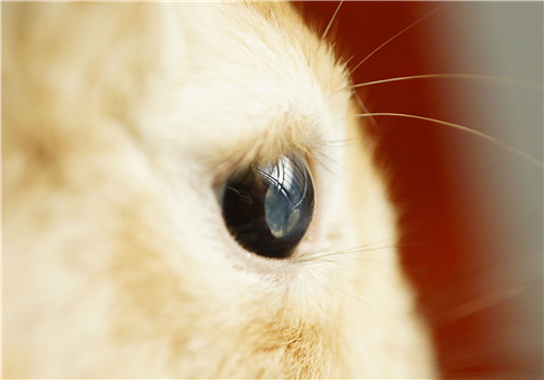 如何有效治疗宠物兔结膜炎