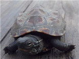 温室草龟和野生草龟以及外塘草龟介绍（下）