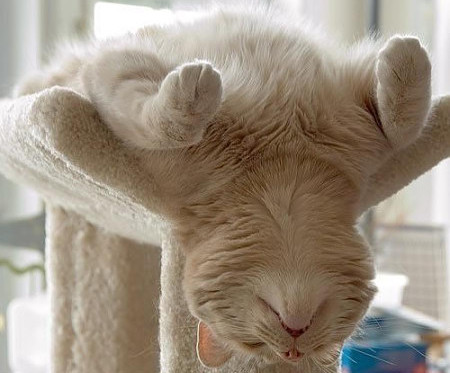 猫睡觉时为什么把耳朵挤在前肢下