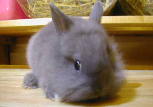 彩色长毛兔的养殖方法