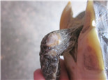 花龟前肢关节皮肤糜烂病例