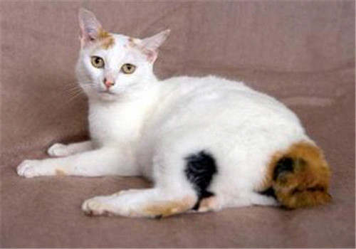 日本短尾貓訓練方法