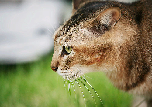 阿比西尼亞貓是什么