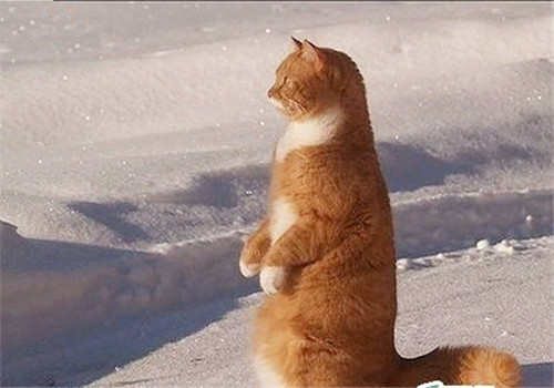 如何訓練貓咪站起來接食物