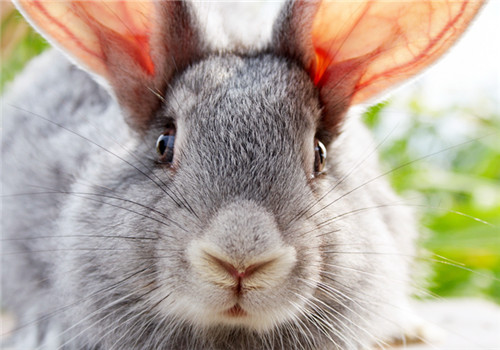 春天如何轻松防治兔子鼻炎