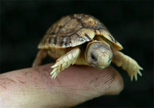 世界最小的龟之埃及龟