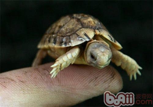 世界最小的龟之埃及龟