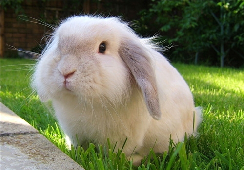 兔子打喷嚏是什么原因？