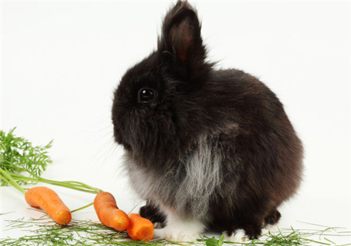 兔子喜欢吃就可以吃吗？