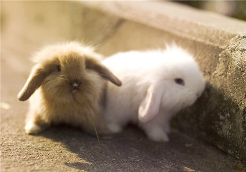 哪几种疫苗比较适合家养宠物兔