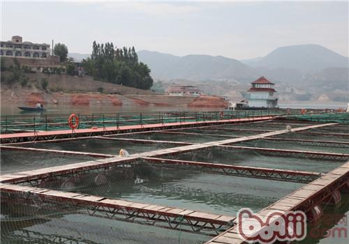 網箱養龜小百科