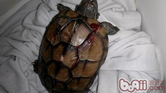 宠物龟摔伤的家庭处理方法