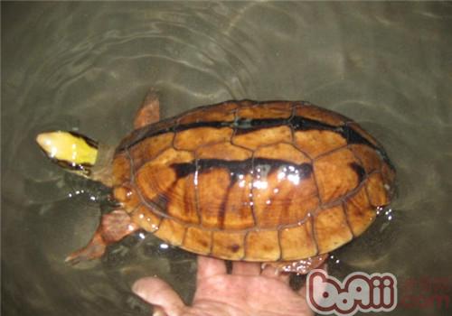 三线闭壳龟的人工饲养方法