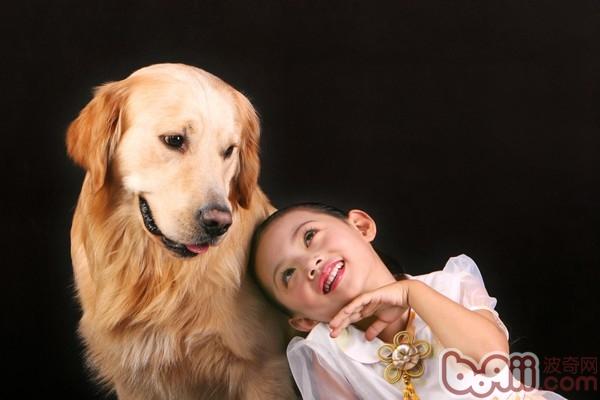 金毛犬(详情介绍) 很多人养狗都希望自己养的狗温顺听话,每个品种的狗狗性格都不同,如果主人想要狗狗能够和家中的小孩和平相处的,那么温顺一点的狗狗可以说是首选了。究竟哪些品种的狗狗属于比较温顺的呢?小编为你推荐以下三种狗狗,新手主人可以参考一下。 一、天使金毛犬 是十九世纪时期,苏格兰君主用黄色平毛腊犬、特威德西班牙水蜡犬和爱尔兰敦猎犬、拉不拉多犬和寻血猎犬交配孕育而成的金黄色长毛寻回犬,且此品种深受大家喜爱。属於温驯、活泼而且有力的狗狗;表情和善,喜欢玩也特别有耐心,且机警;神体结构很匀称,