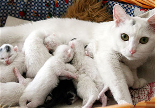 如何协助母猫抚育小猫