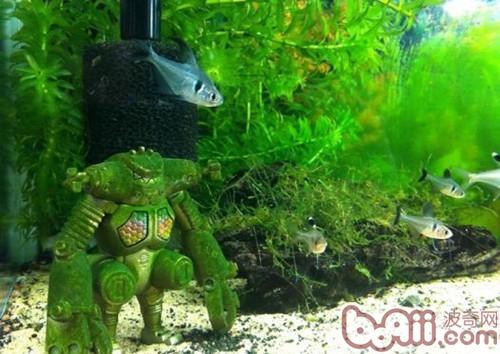 水族箱中二氧化碳的脱钙作用 水族箱中二氧化碳的脱钙作用