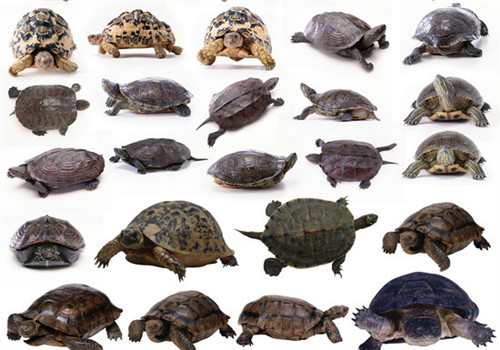 龟的分类基础知识