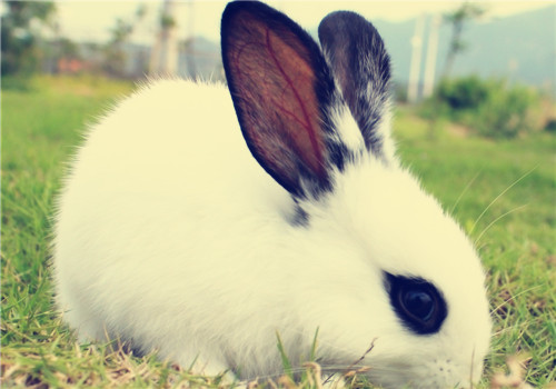 家兔常见的畸形有哪几种？