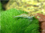 如何控制鱼缸藻类的生长繁殖