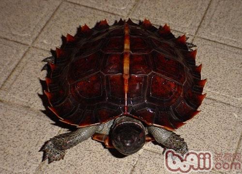 饲养刺山龟的知识介绍