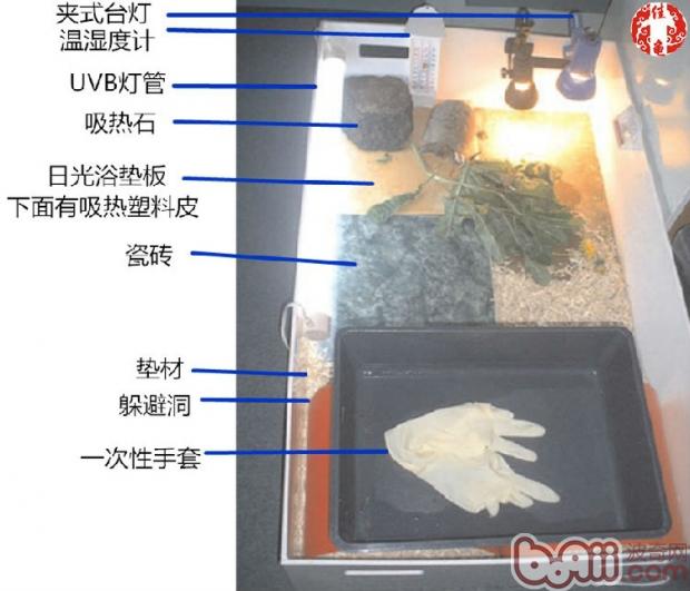 宠物龟疾病护理方法介绍系列之病房设计