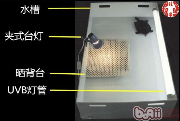 宠物龟疾病护理方法介绍系列之病房设计