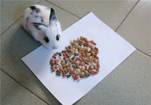 如何让宠物兔爱上吃兔粮