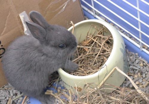 纖維素對于兔兔健康的重要作用