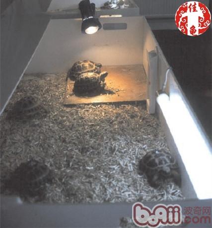 宠物龟疾病护理方法介绍系列之病房设计