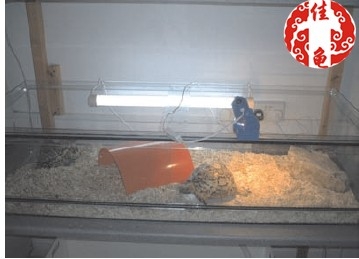 宠物龟疾病护理方法介绍系列之病房设计